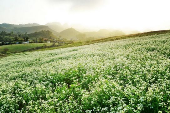 Moc Chau in November: Discover the Dreamy White Mustard Flower Season in Northern Vietnam | Travel Guide